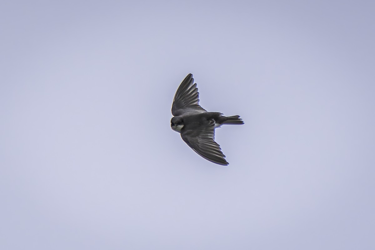 Golondrina/Avión sp. - ML620313498