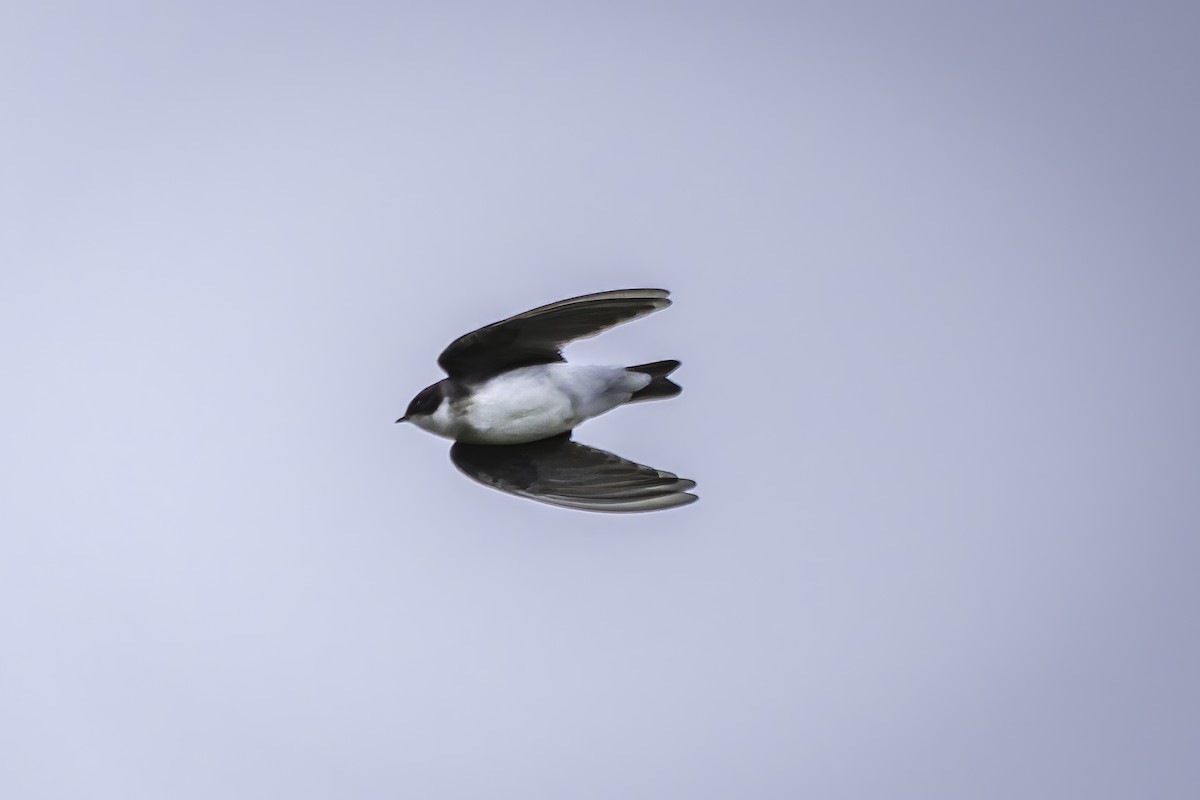 Golondrina/Avión sp. - ML620313499