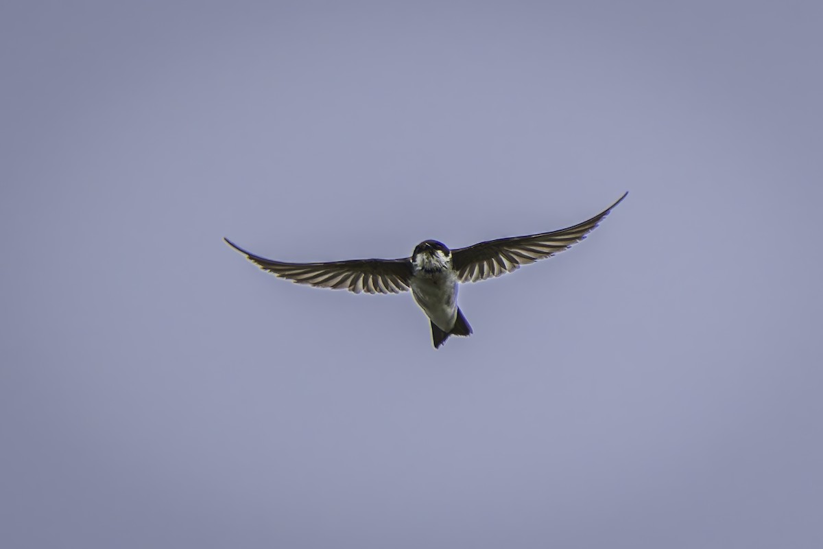 Golondrina/Avión sp. - ML620313500