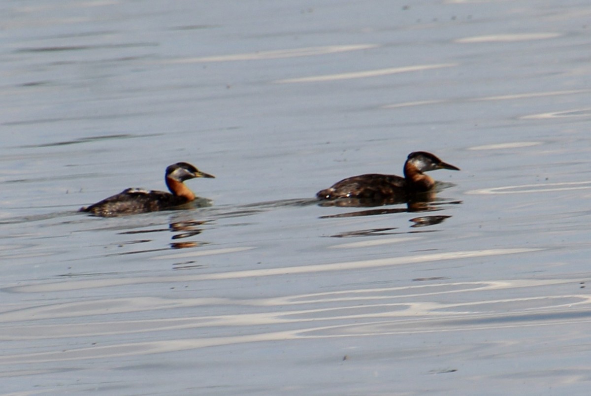 Red-necked Grebe - ML620313505