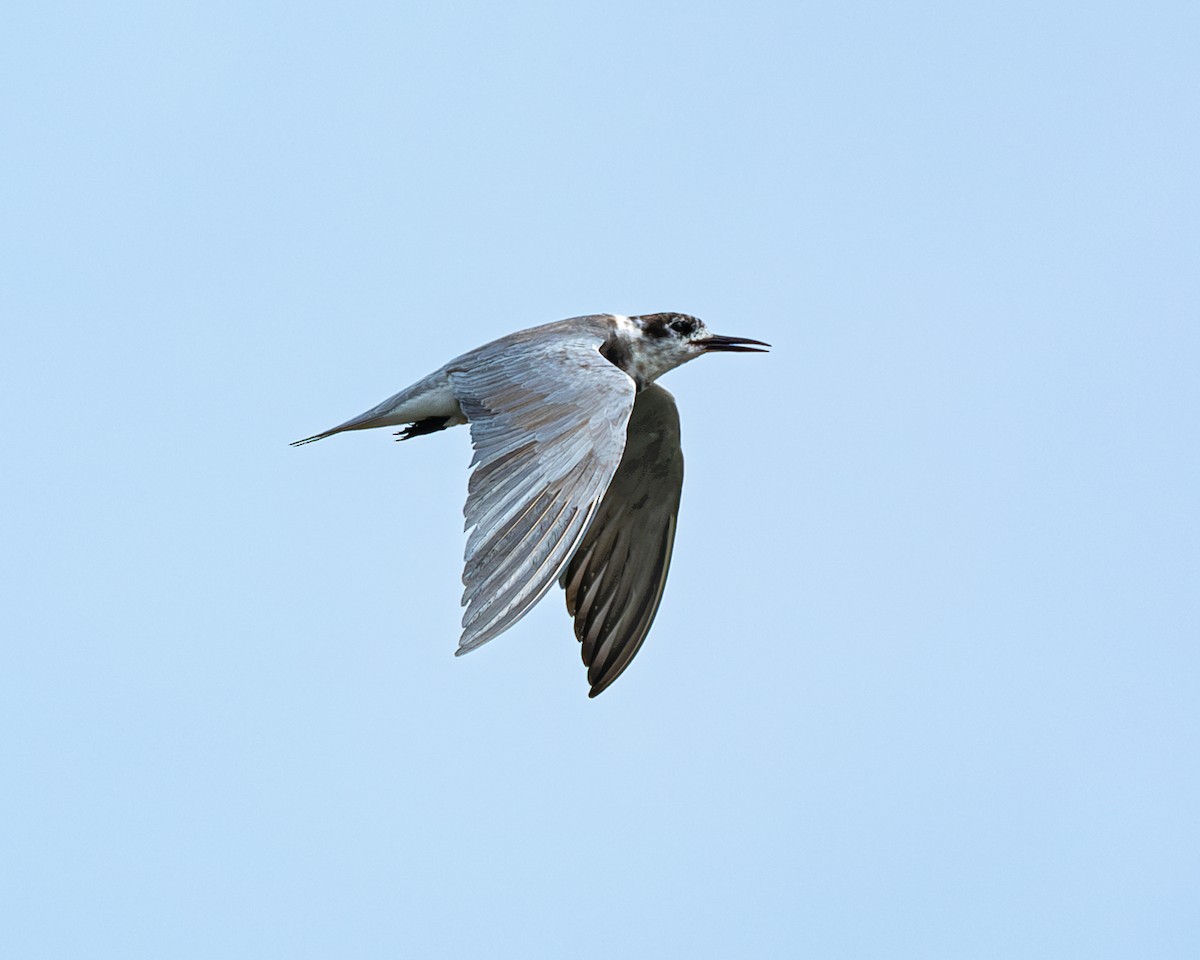 Black Tern - ML620313508