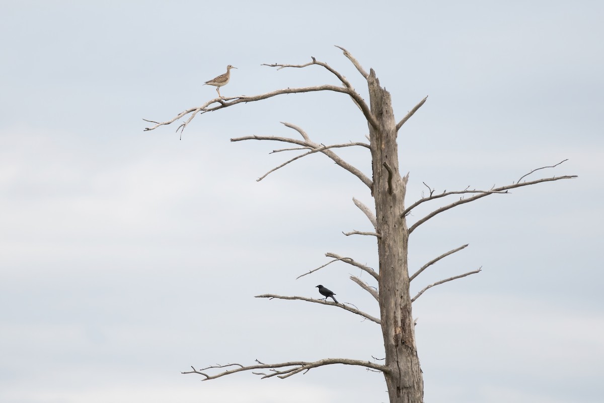 Upland Sandpiper - ML620313509