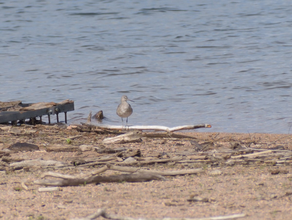 willetsnipe (inornata) - ML620313510