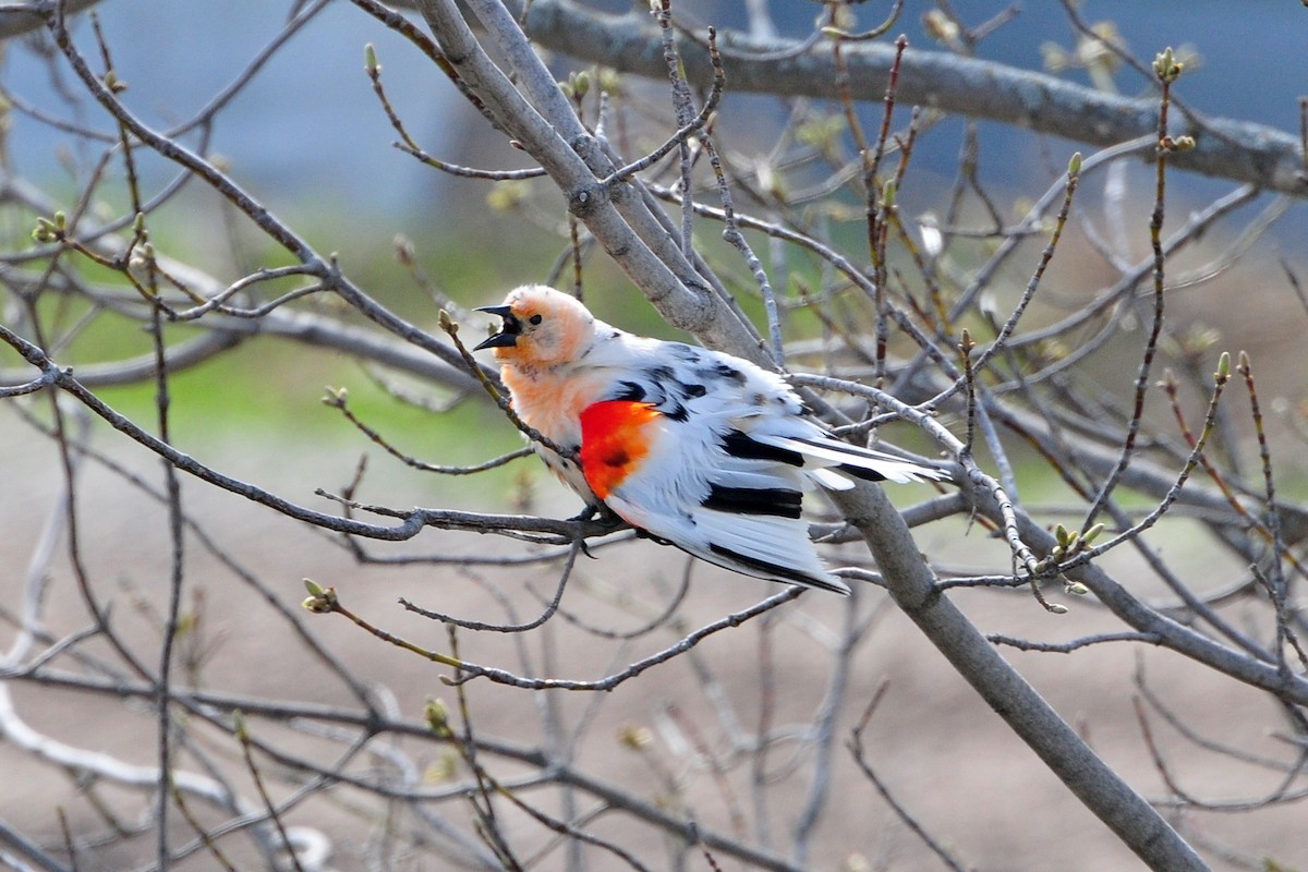 Red-winged Blackbird - ML620313512