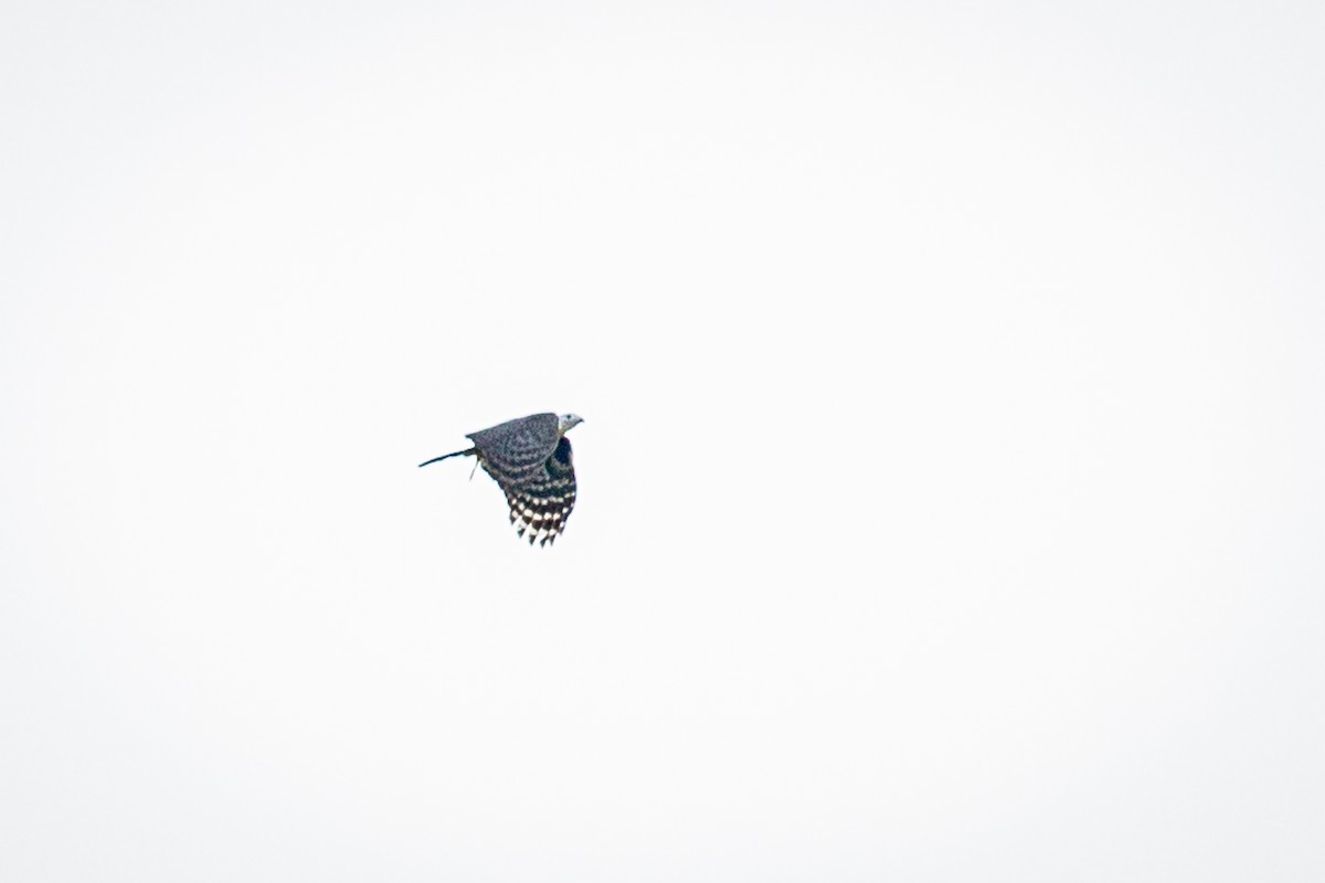 Gray-headed Kite - ML620313515