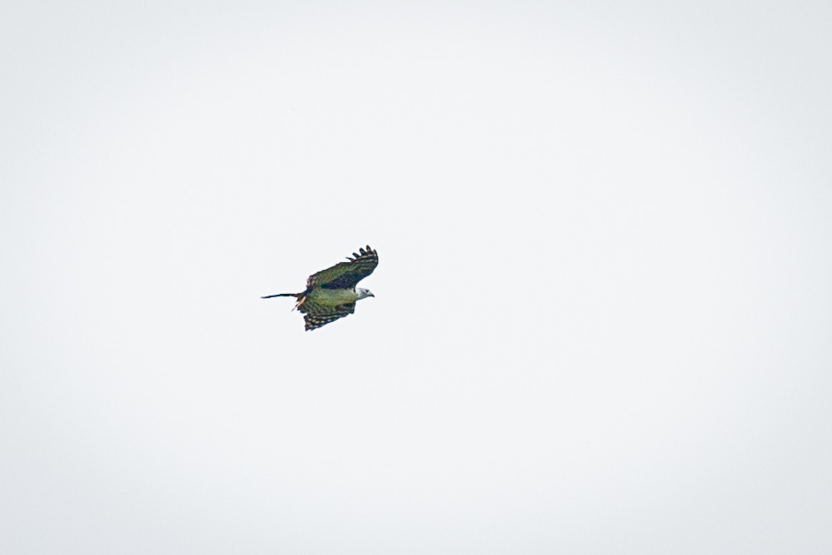 Gray-headed Kite - ML620313516