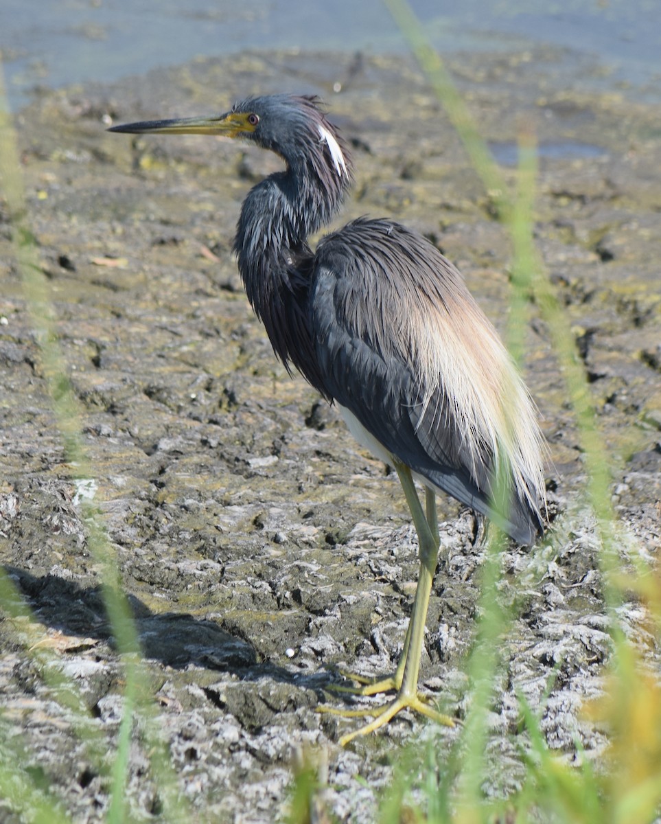 Tricolored Heron - ML620313518