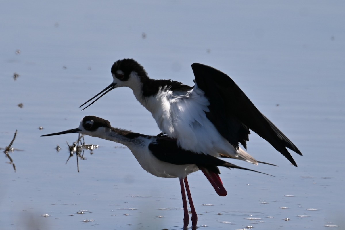 Black-necked Stilt - ML620313521