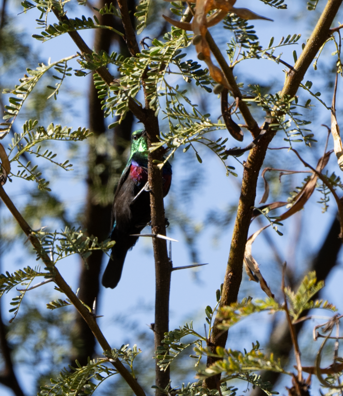 Turaco Unicolor - ML620313527