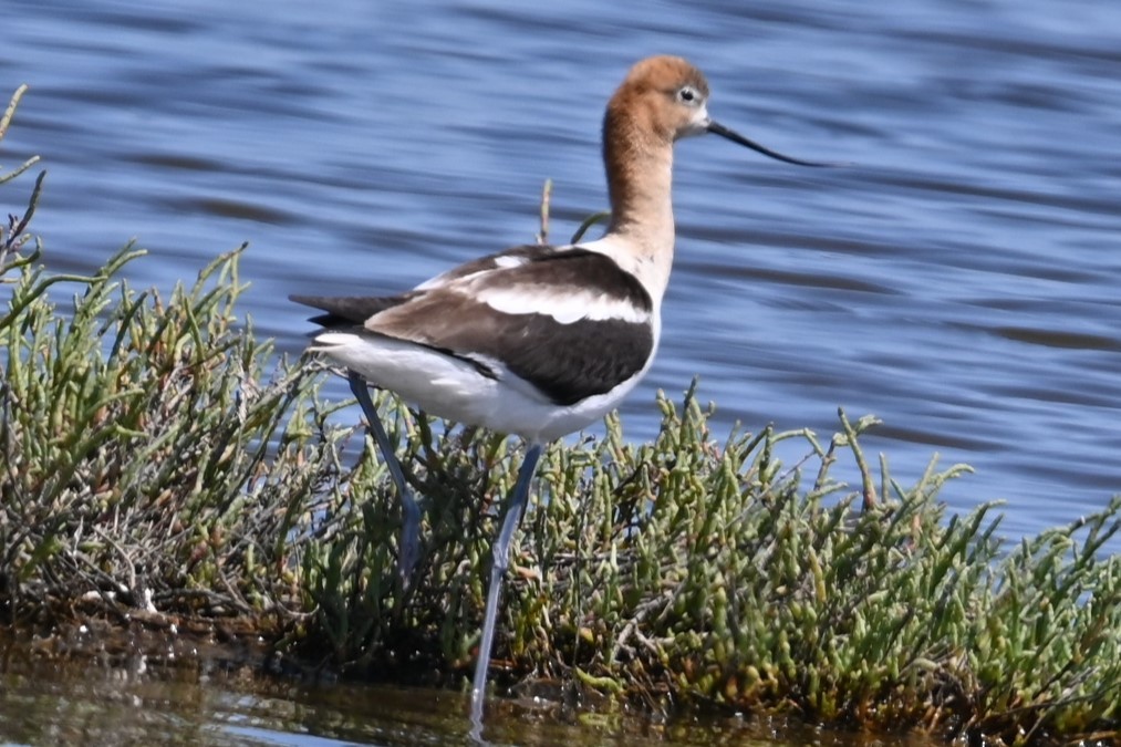 American Avocet - ML620313528