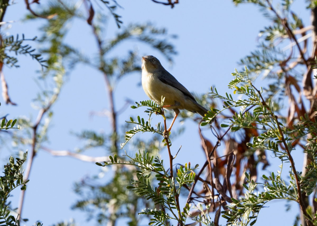 Gray Go-away-bird - ML620313532