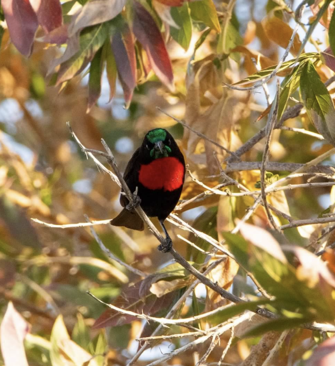 Turaco Unicolor - ML620313535