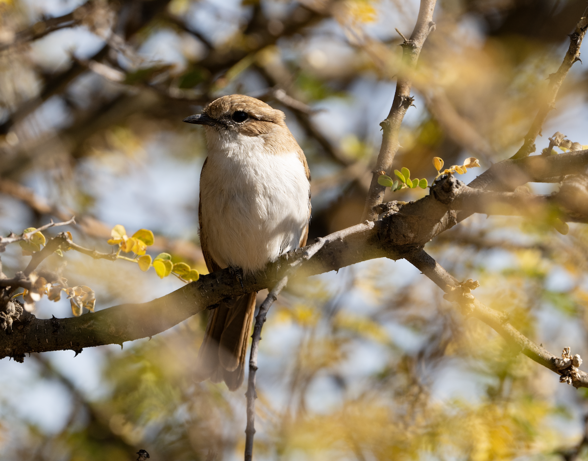 Marico Flycatcher - ML620313539