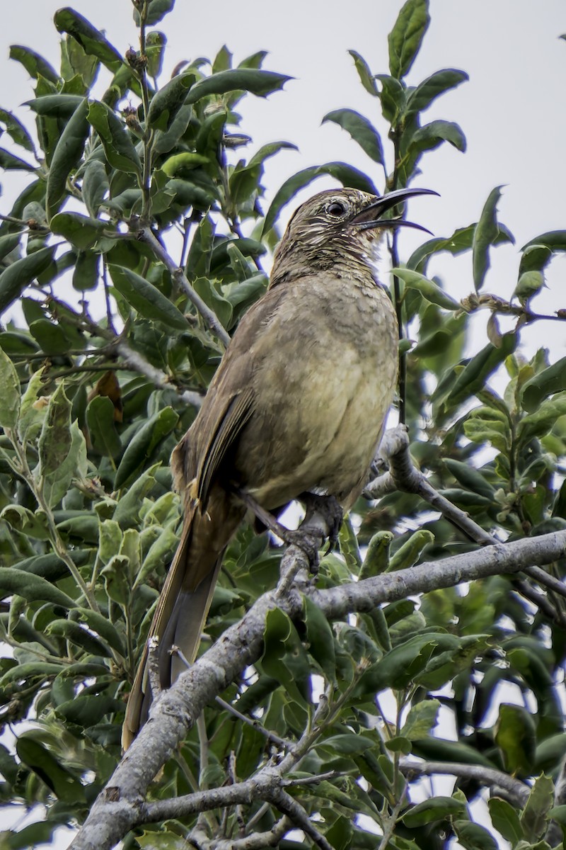 California Thrasher - ML620313543