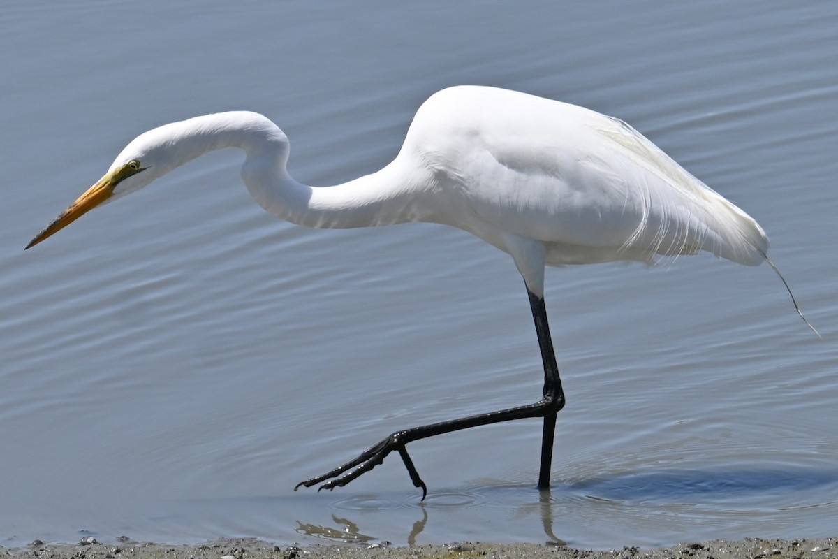 Great Egret - ML620313564