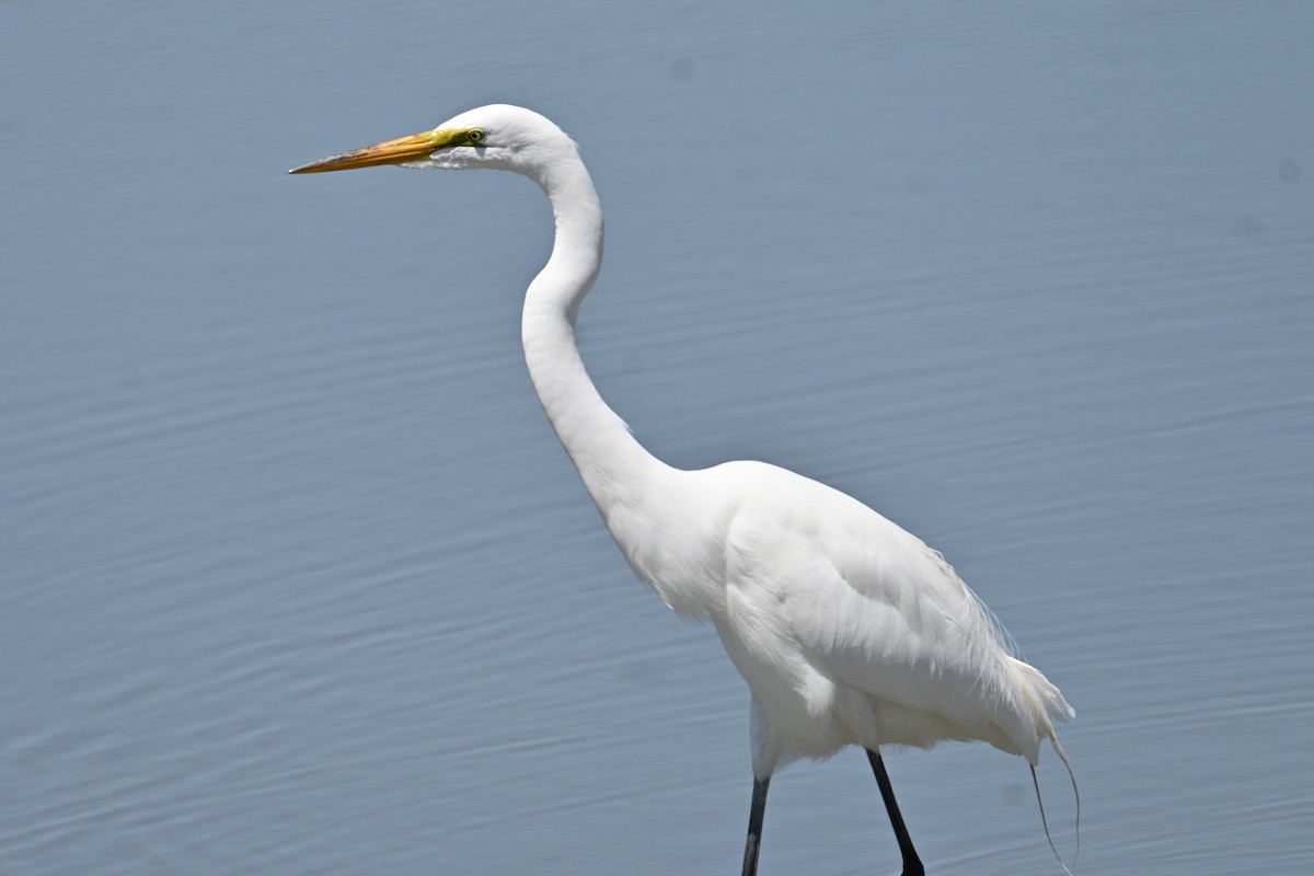 Great Egret - ML620313566