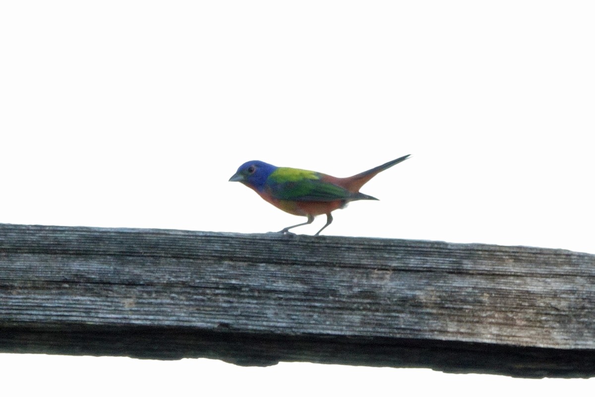 Painted Bunting - ML620313567