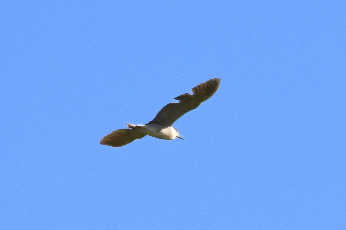 Black-crowned Night Heron - ML620313572