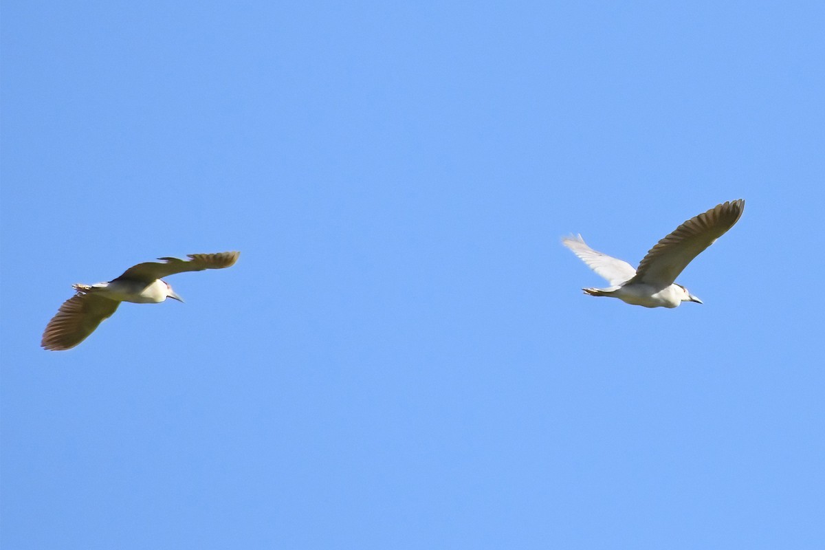 Black-crowned Night Heron - ML620313573