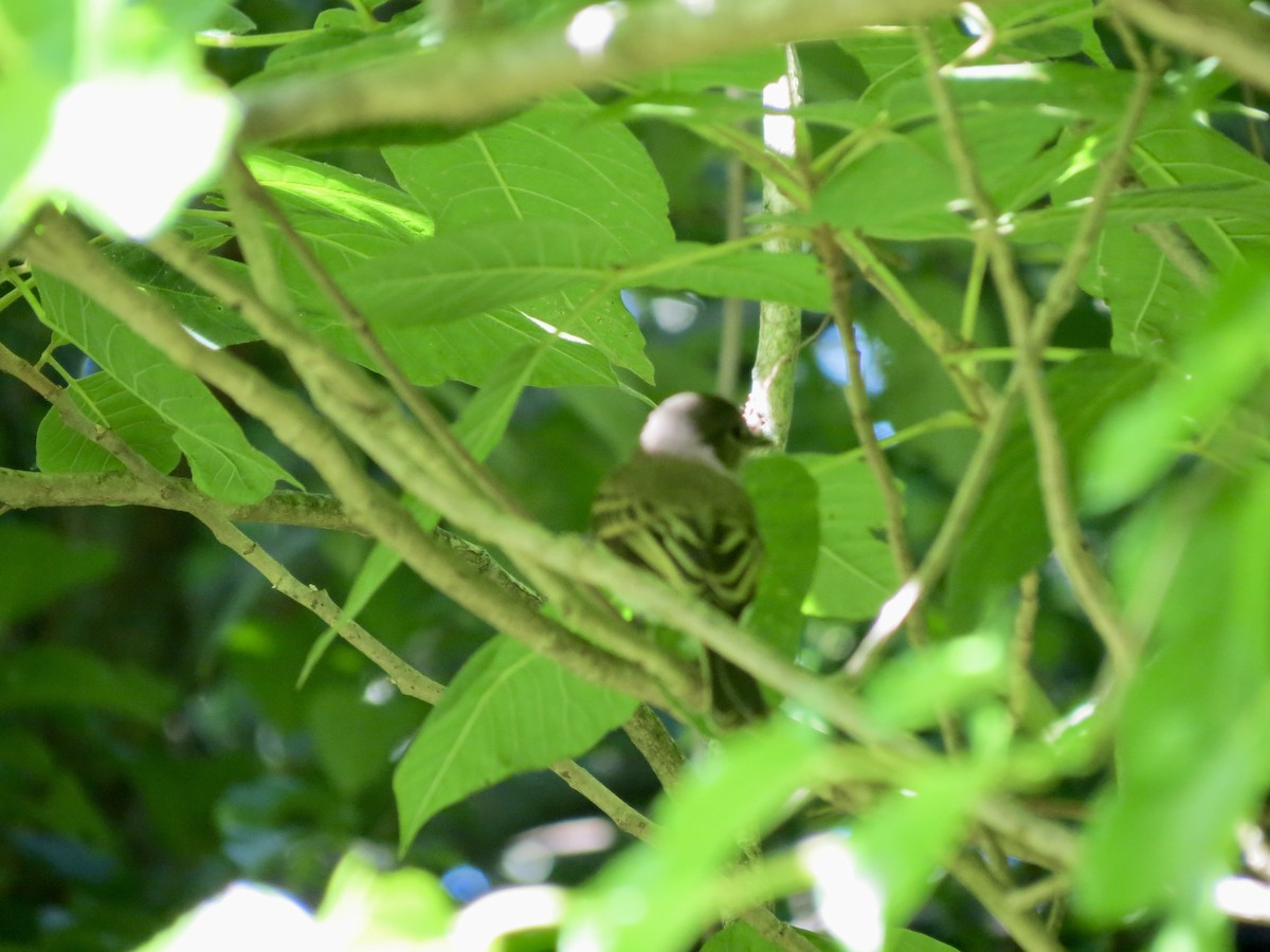 Willow Flycatcher - ML620313575