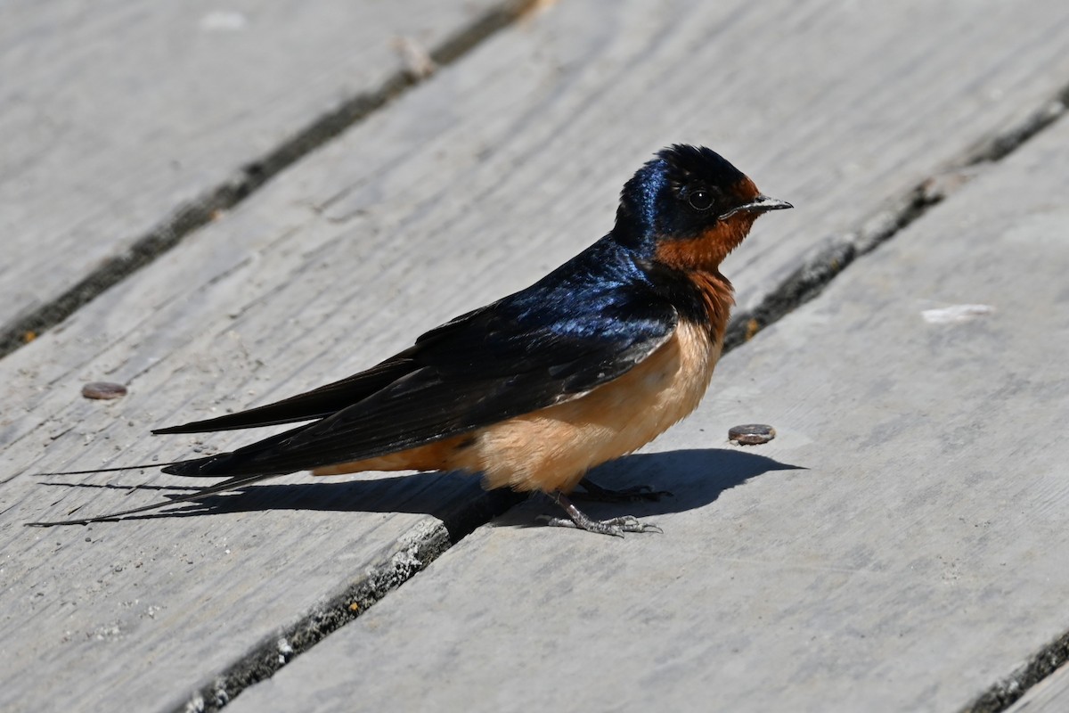 Barn Swallow - ML620313577