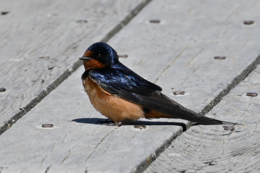 Barn Swallow - ML620313579