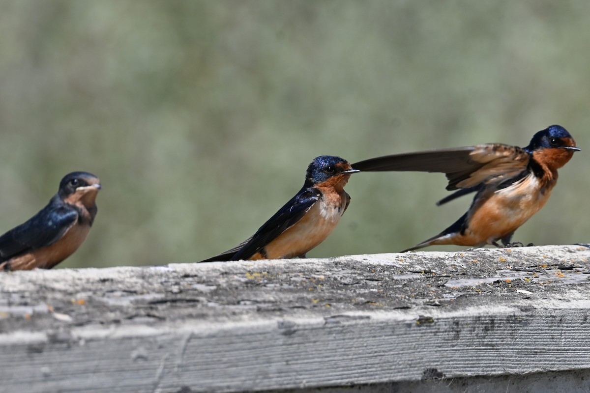 Barn Swallow - ML620313581