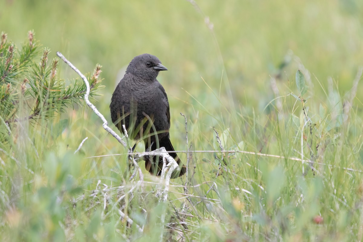 Brewer's Blackbird - ML620313584