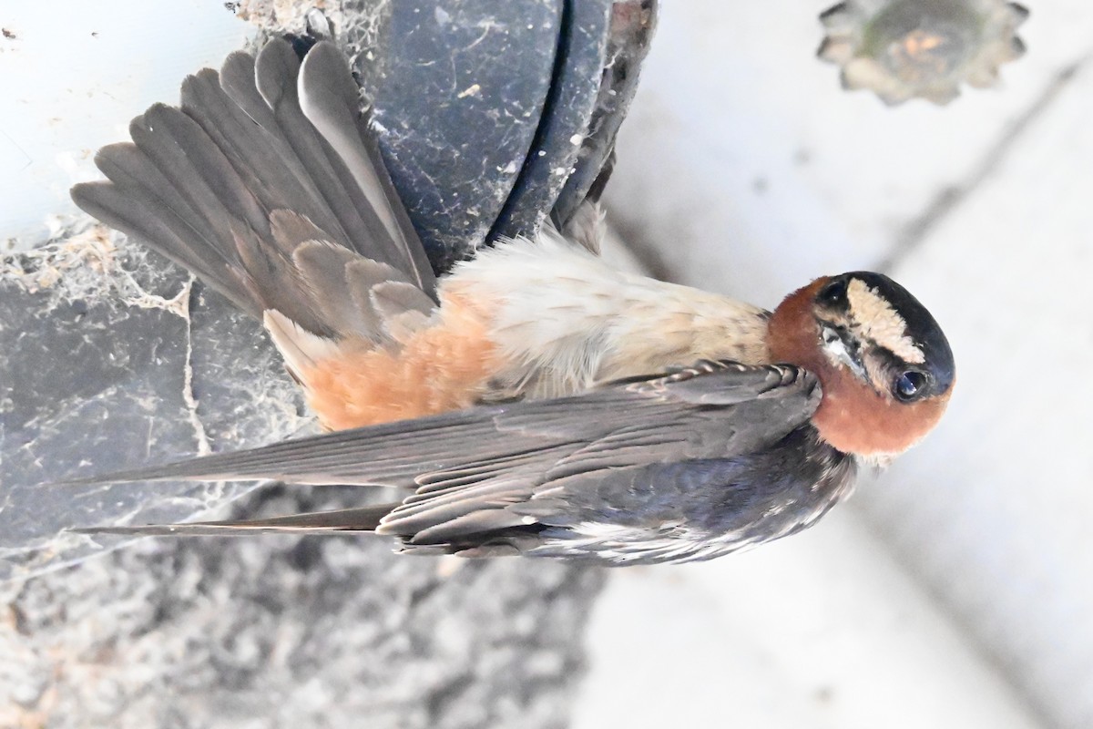 Cliff Swallow - ML620313587