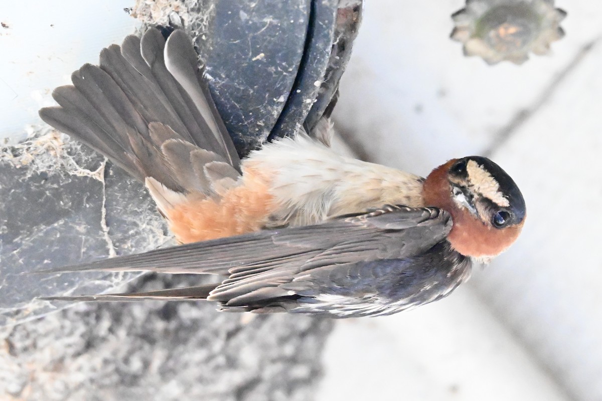 Cliff Swallow - ML620313588