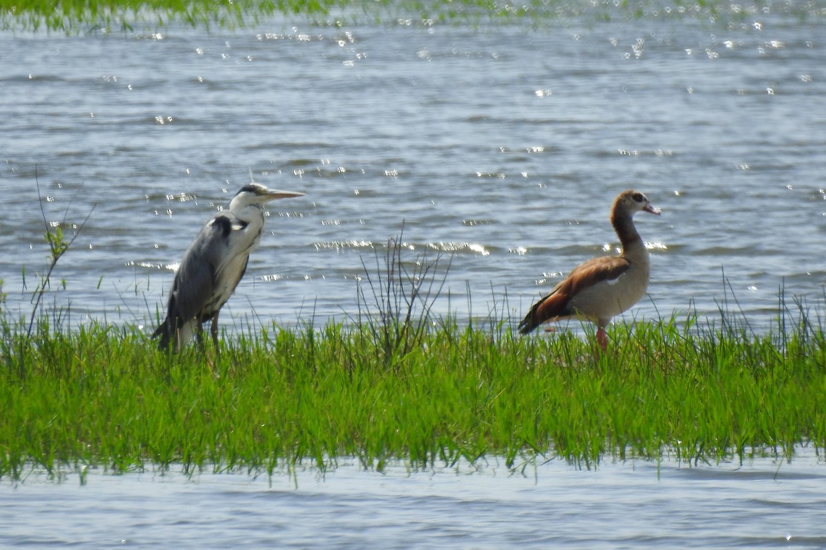 Egyptian Goose - ML620313601