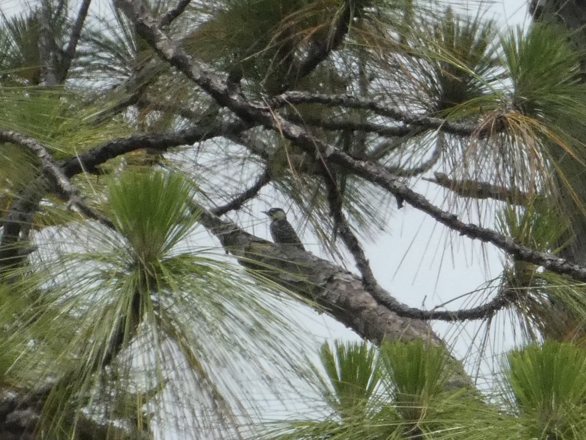 Red-cockaded Woodpecker - ML620313605