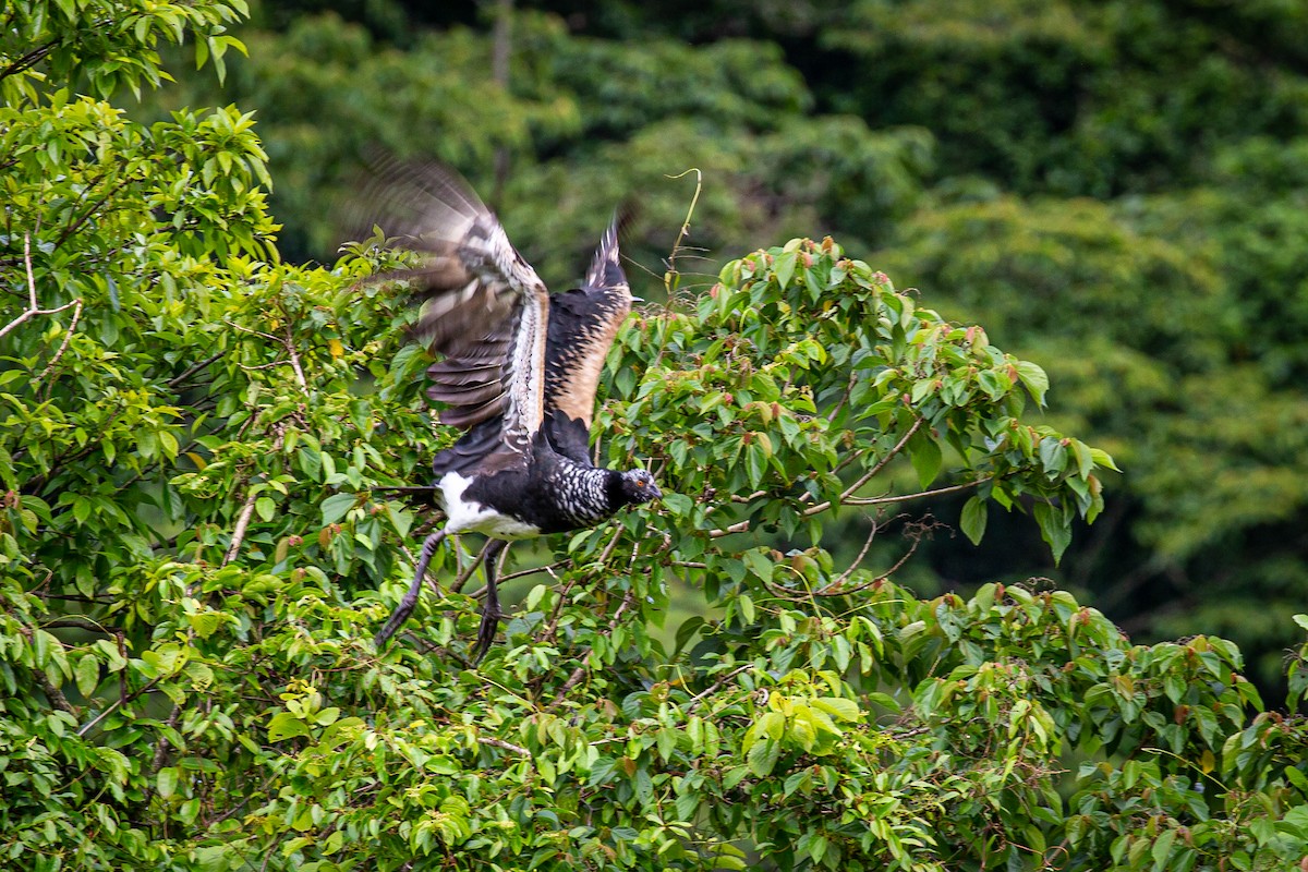 Hornwehrvogel - ML620313607