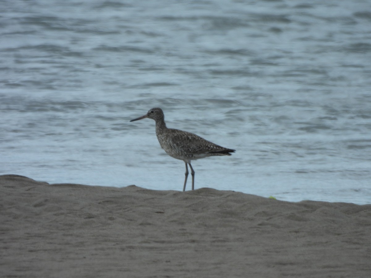 Willet - ML620313614