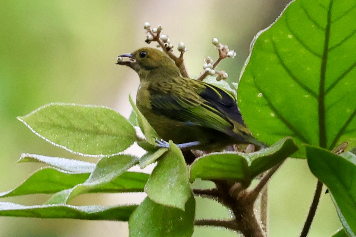 Hepatic Tanager (Highland) - ML620313620