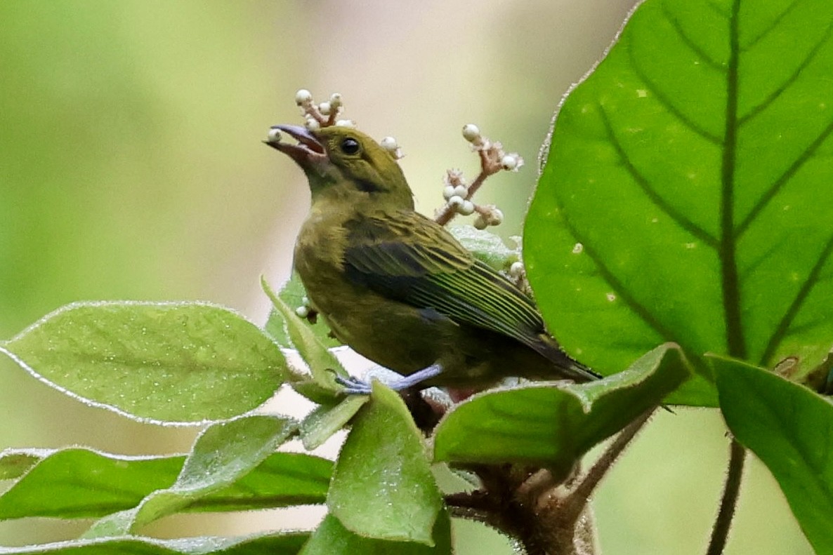Hepatic Tanager (Highland) - ML620313621