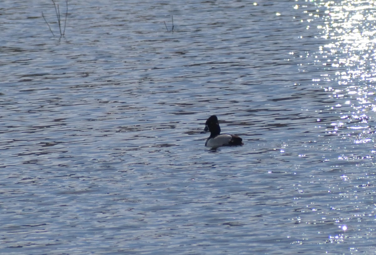 Ring-necked Duck - ML620313623