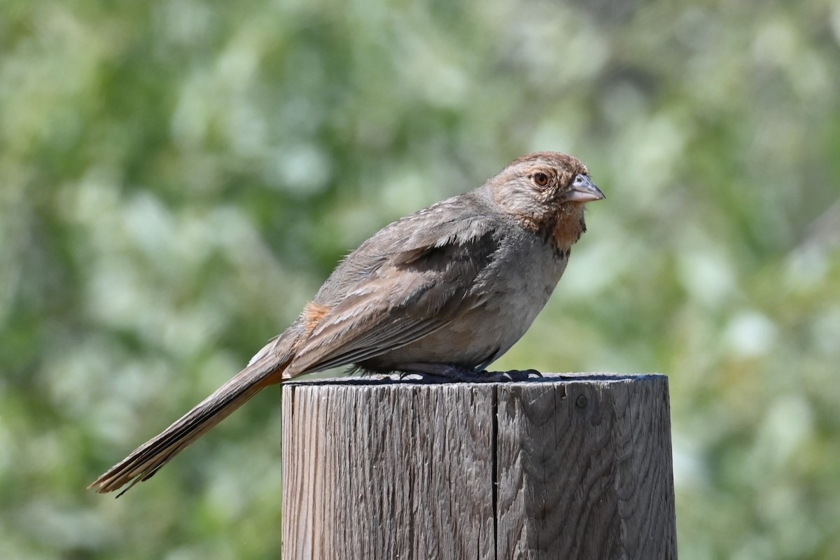 California Towhee - ML620313626