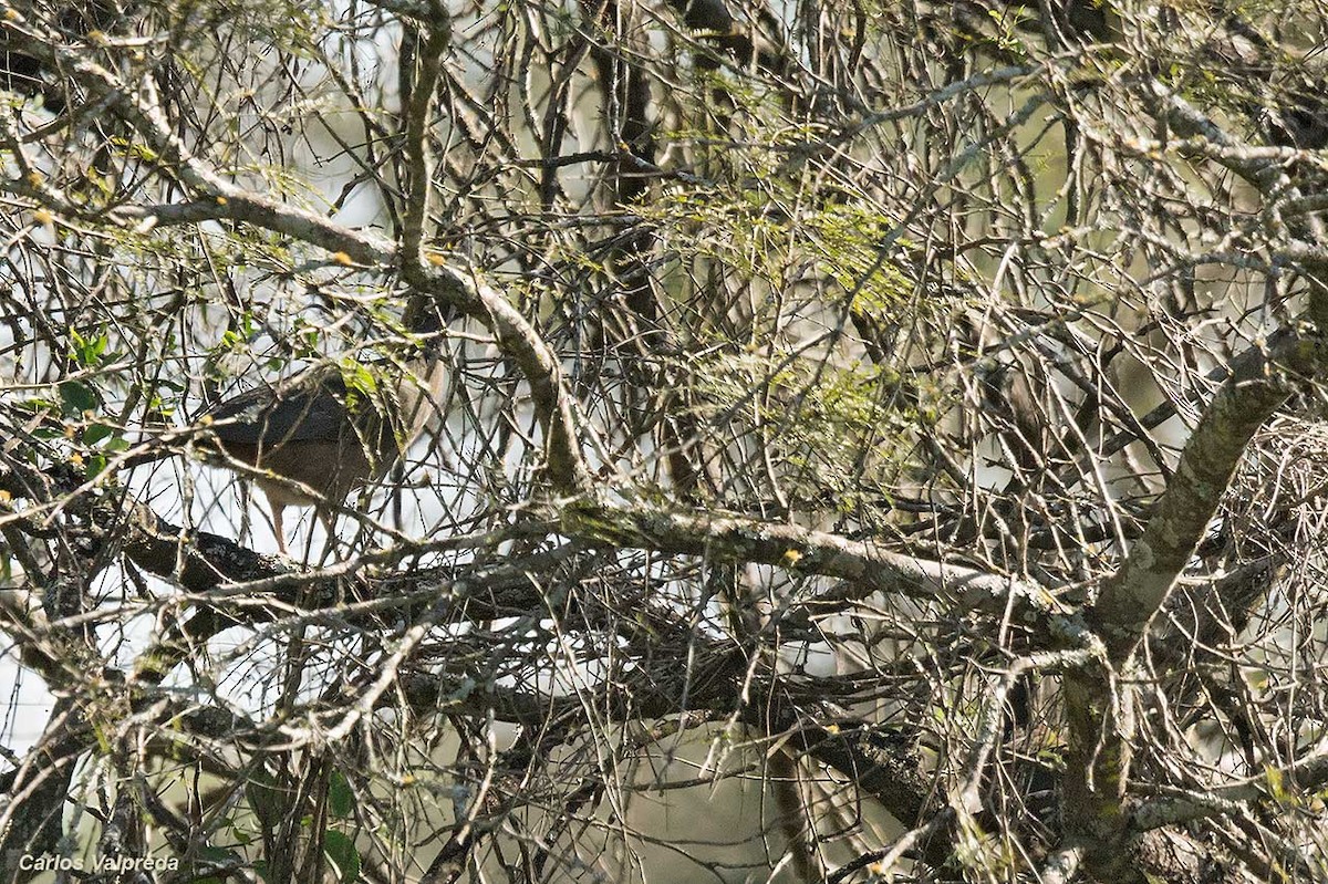 Chaco Chachalaca - ML620313628