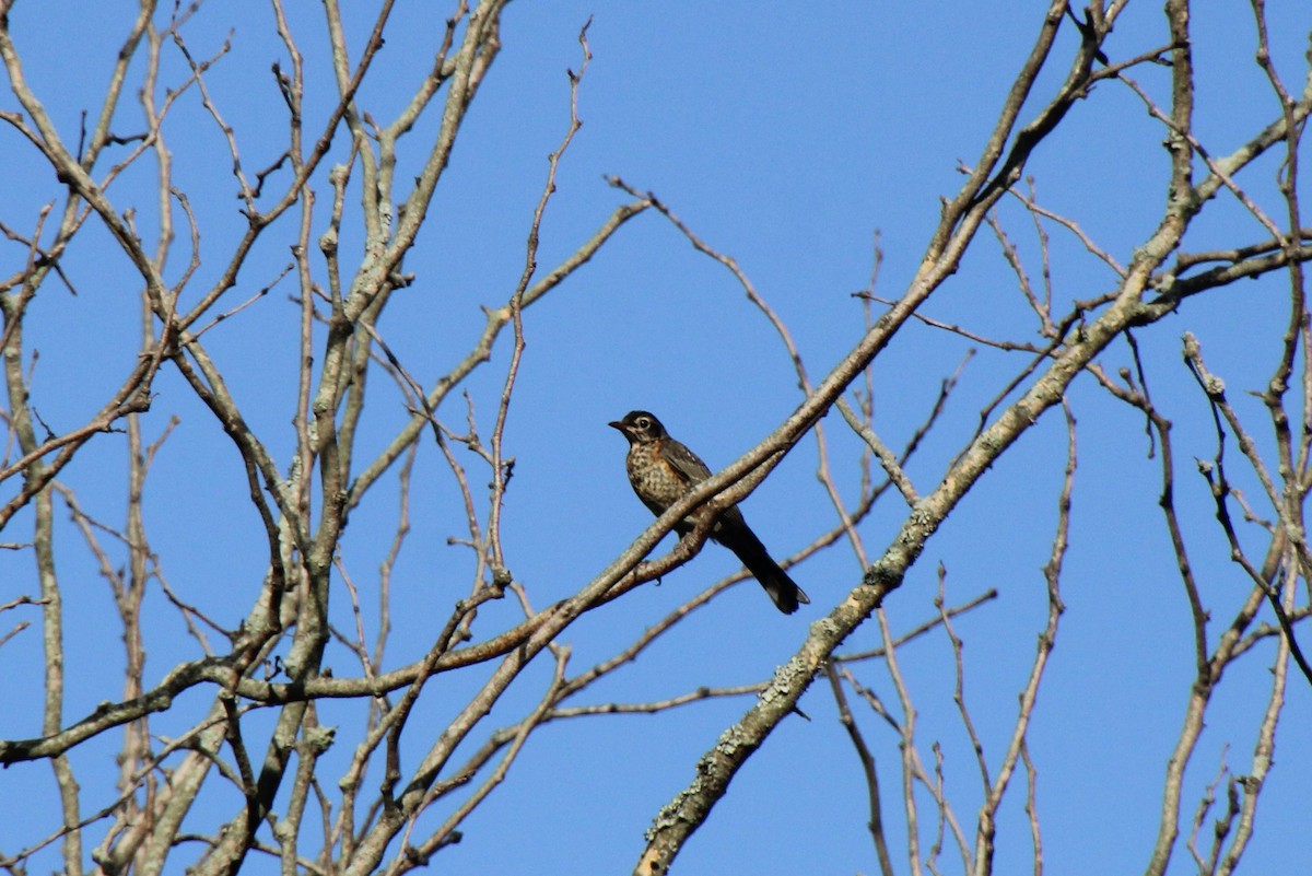 American Robin - ML620313629