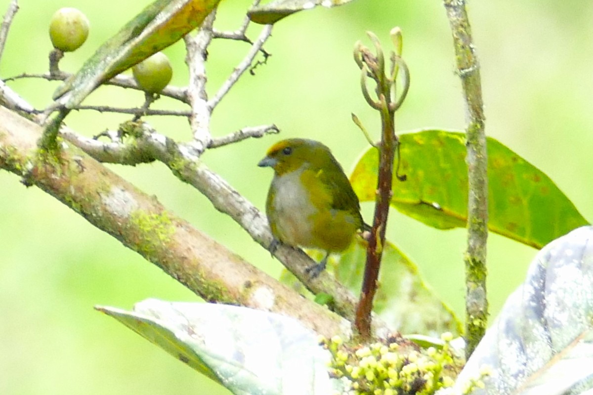 Orange-bellied Euphonia - ML620313631