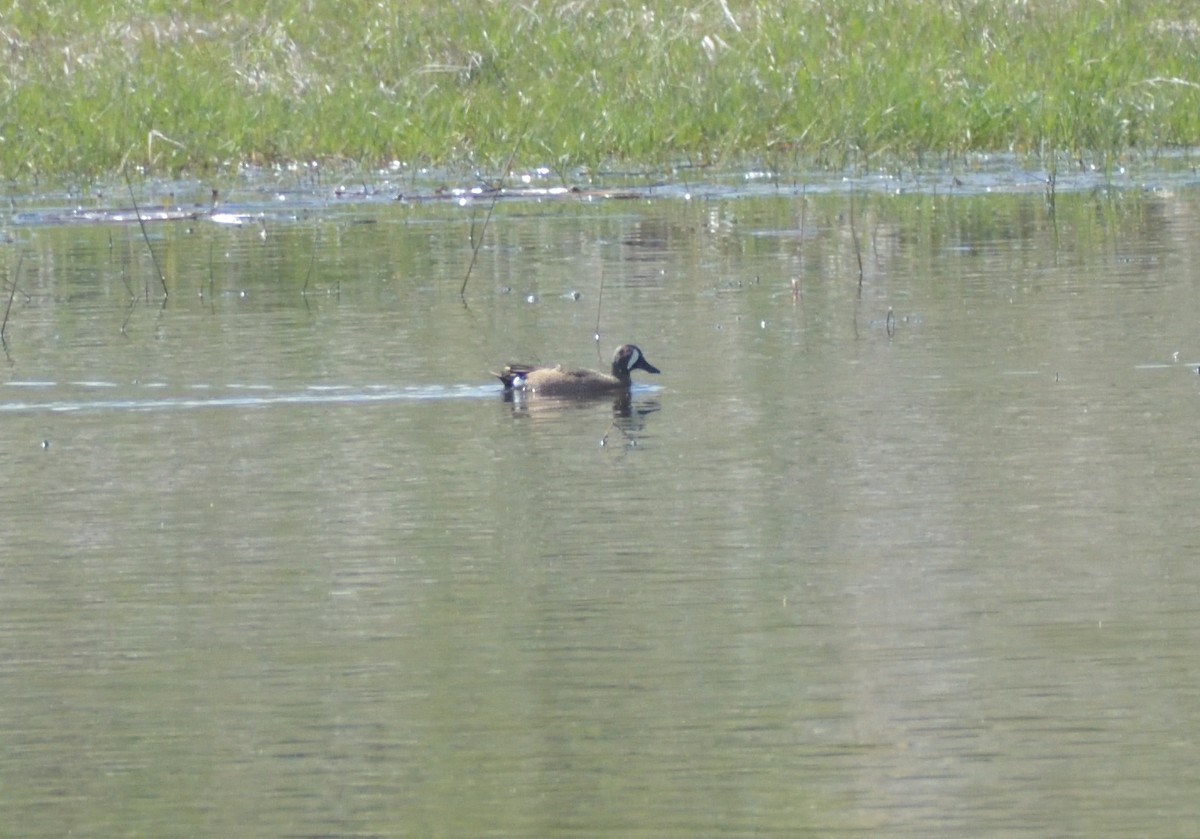 Blue-winged Teal - Robert Tonge