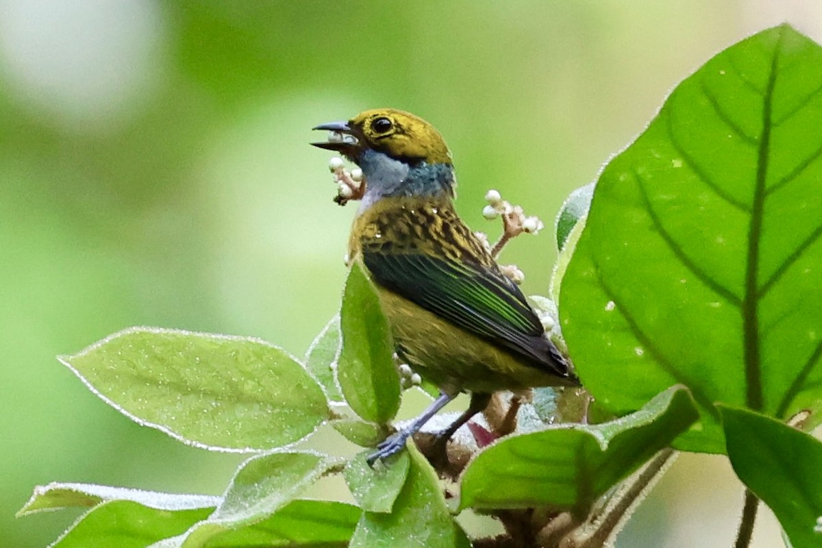 Silver-throated Tanager - ML620313636