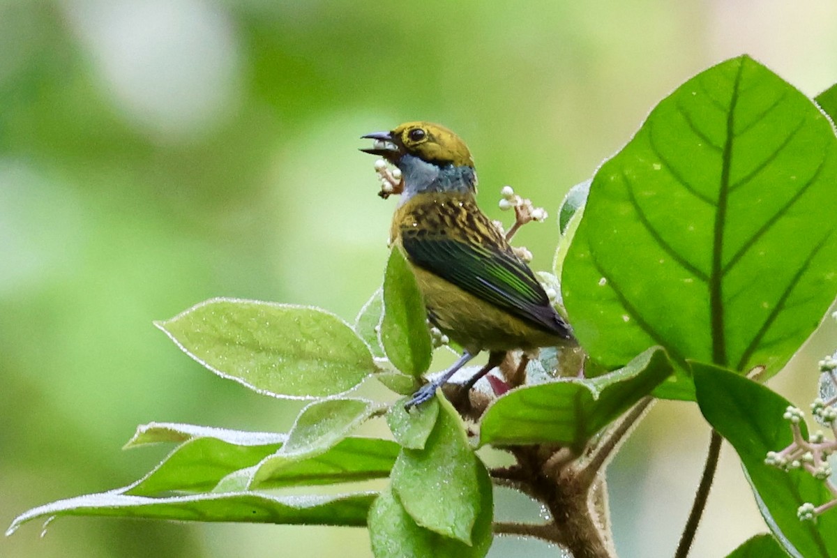 Silver-throated Tanager - ML620313637