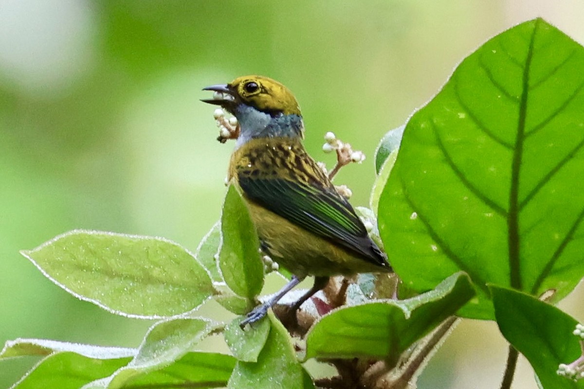 Silver-throated Tanager - ML620313638