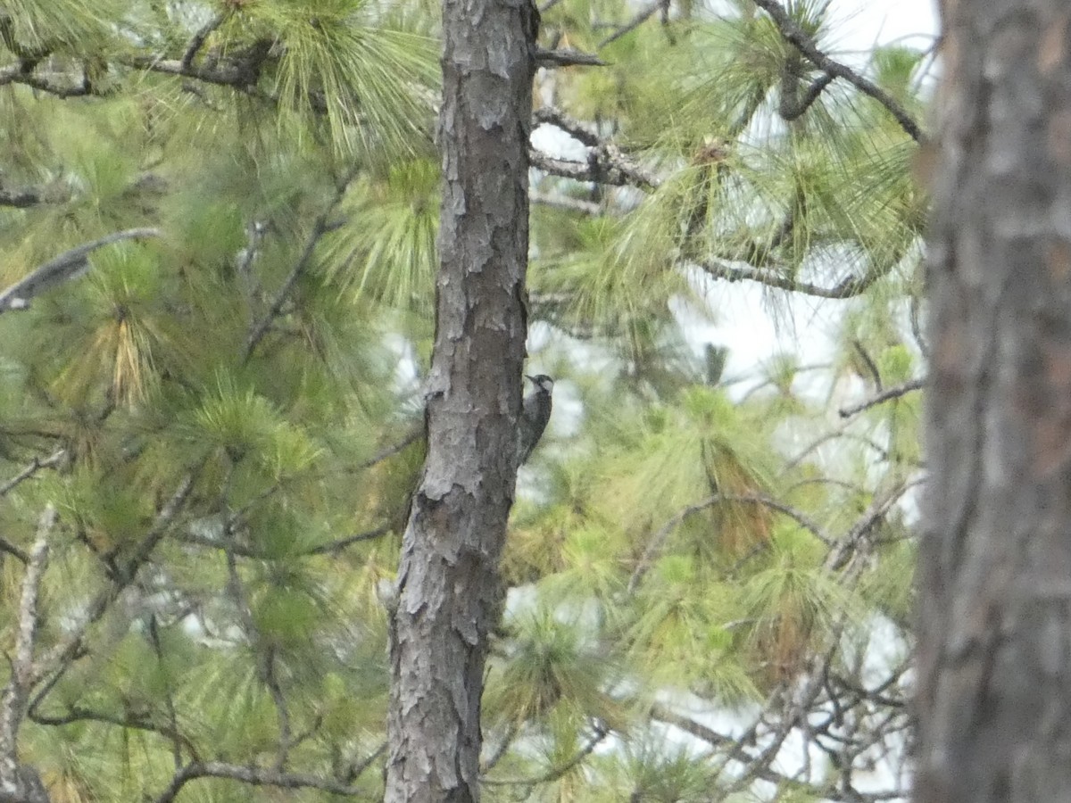 Red-cockaded Woodpecker - ML620313640