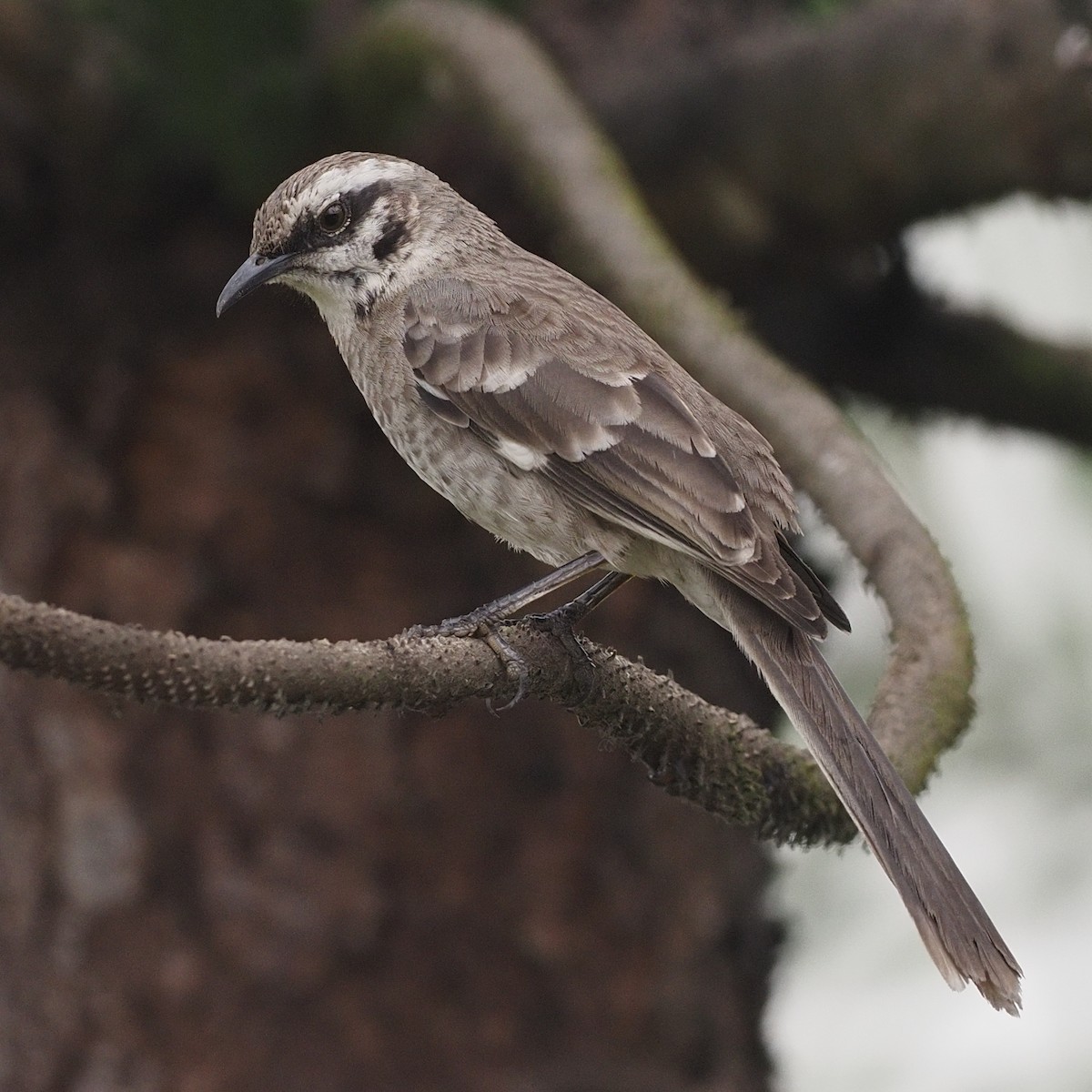 Long-tailed Mockingbird - ML620313642