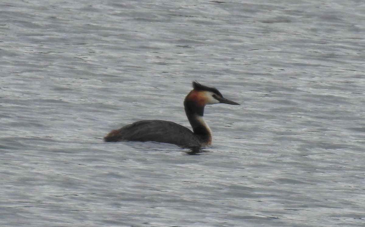 Great Crested Grebe - ML620313644