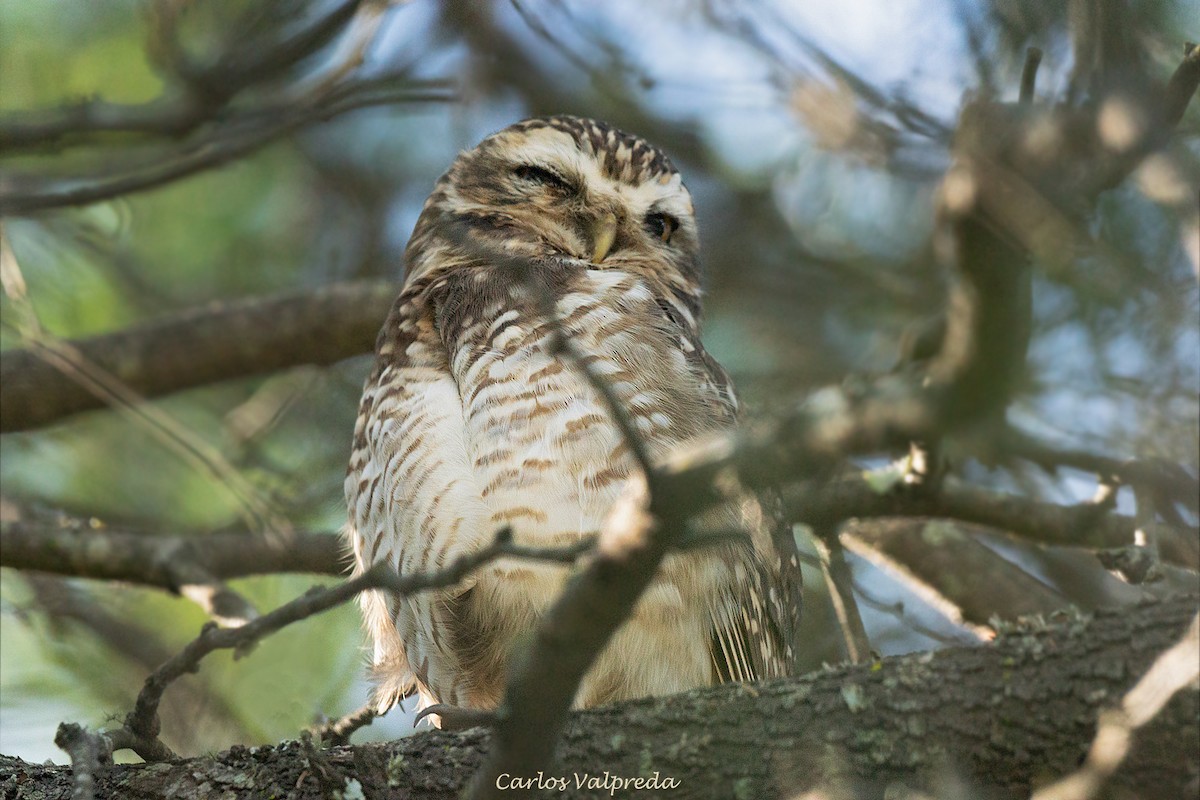 Burrowing Owl - ML620313654