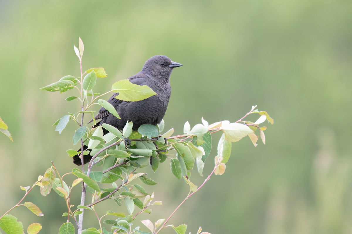 Brewer's Blackbird - ML620313658